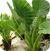 Colocasia