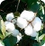 Cotton