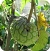 Custard Apple
