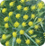 Fennel