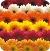 Gerbera