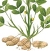 Groundnut
