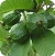 Guava