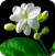 Jasmine