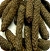 Long Pepper
