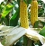 Maize