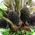 Oil Palm