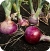 Onion