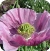 Opium Poppy