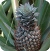 Pine apple