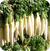 Radish