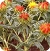 Safflower