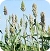 Sorghum