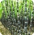 Sugar Cane