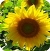 Sun Flower