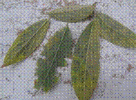 ::pulses:redgram powdery mildew_2.png