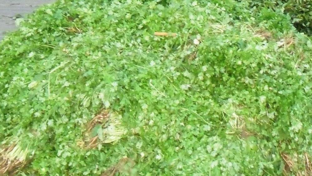 Coriander-Leaves