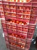 Tomato n plastic boxes