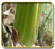 Plantain Propping: Importance and Methods