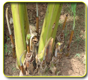Plantain Propping: Importance and Methods