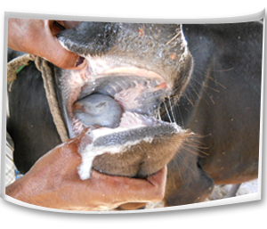 Foot and Mouth Disease Foot and Mouth Disease