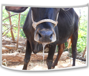 Foot and Mouth Disease Foot and Mouth Disease