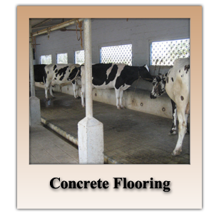 Housing Management of Cattle and Buffalo Housing Management of Cattle and Buffalo