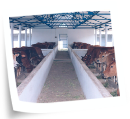 Housing Management of Cattle and Buffalo