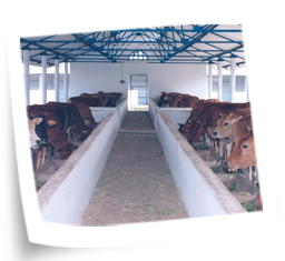 Housing Management of Cattle and Buffalo Housing Management of Cattle and Buffalo