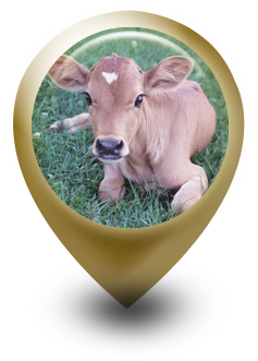 Animal Husbandry Animal Husbandry