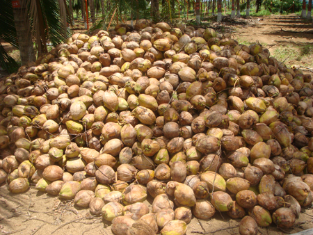 Harvested nuts