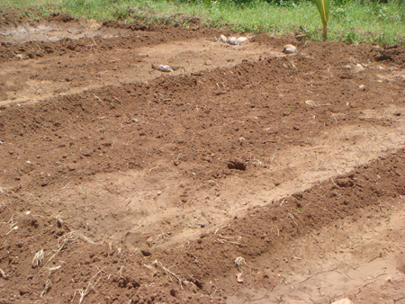 1. Nursery bed