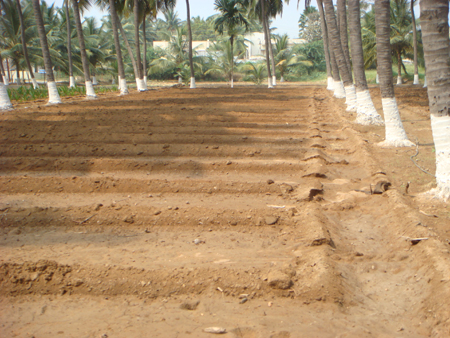 3. Raised bed nursery