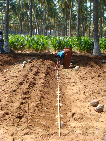 11. Soil covering of nuts