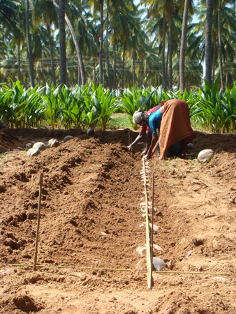 12. soil covering of planted nuts