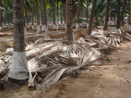 nuts stored in coconut garden