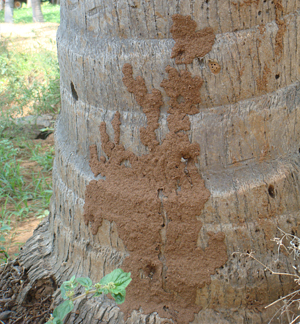 coconut trunk system base termite soil symptoms runway