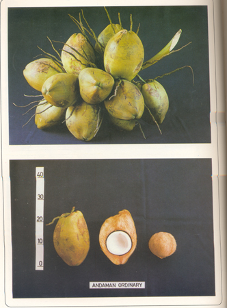 Andaman Ordinary nuts - Descriptors