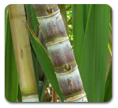 sugarcane