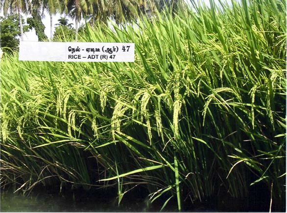 One-thousand grain weight and grain yield of 26 hybrids rice grown
