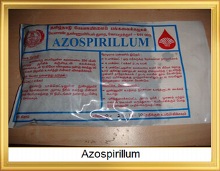 Azospirillum