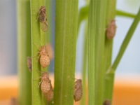 Crop Protection