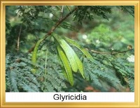 Glyricidia