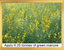 Green_ Manure