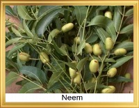 Neem