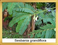 Sesbania grandiflora