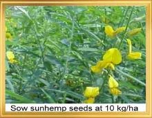 Sow _sunhemp