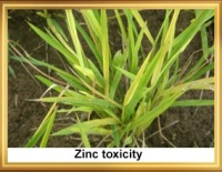Zn tox