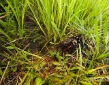 crab-organic-rice-field