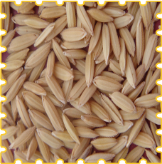 Paddy grains